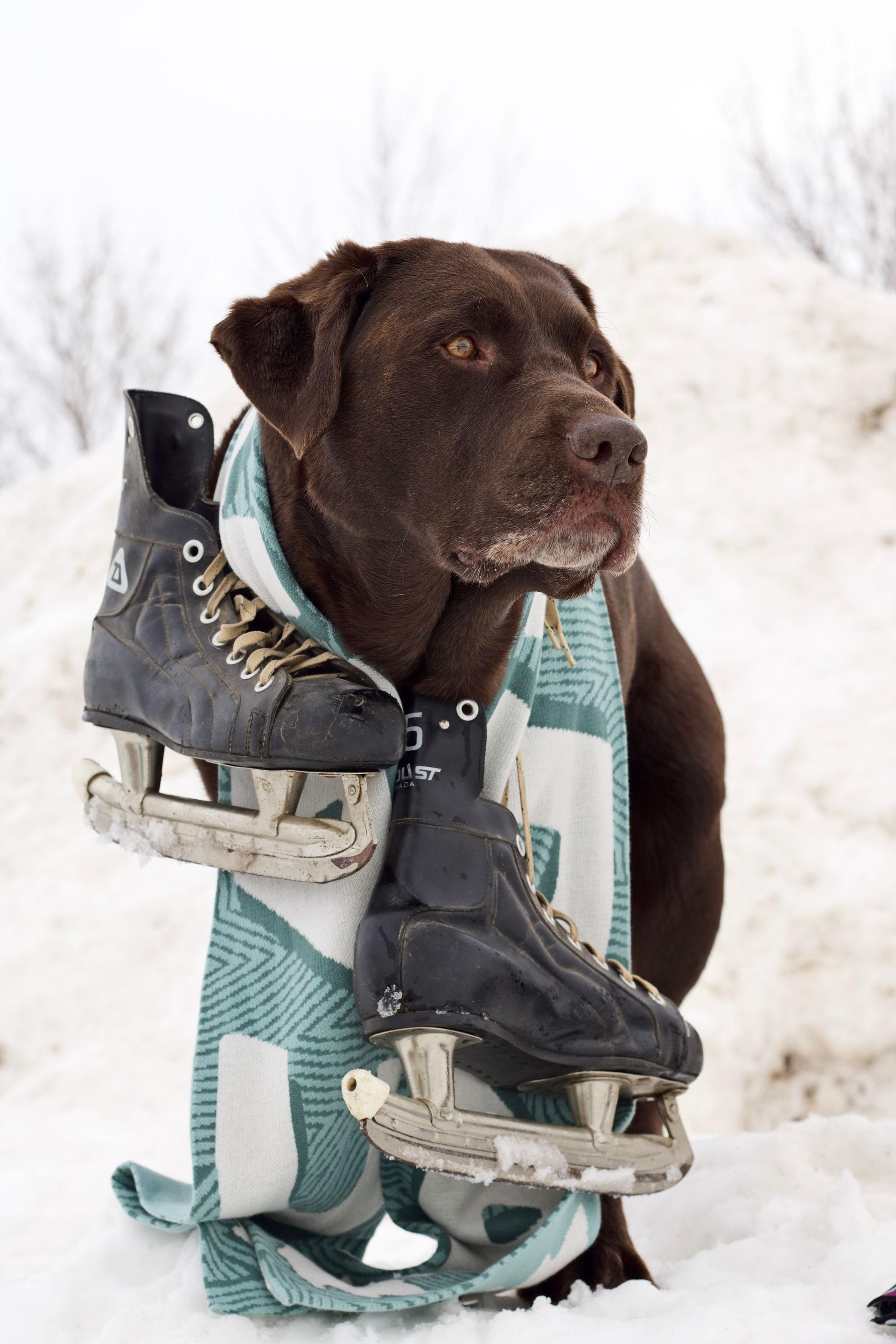 Brown dog sitting in snow with a teal towel and winter boots around its neck