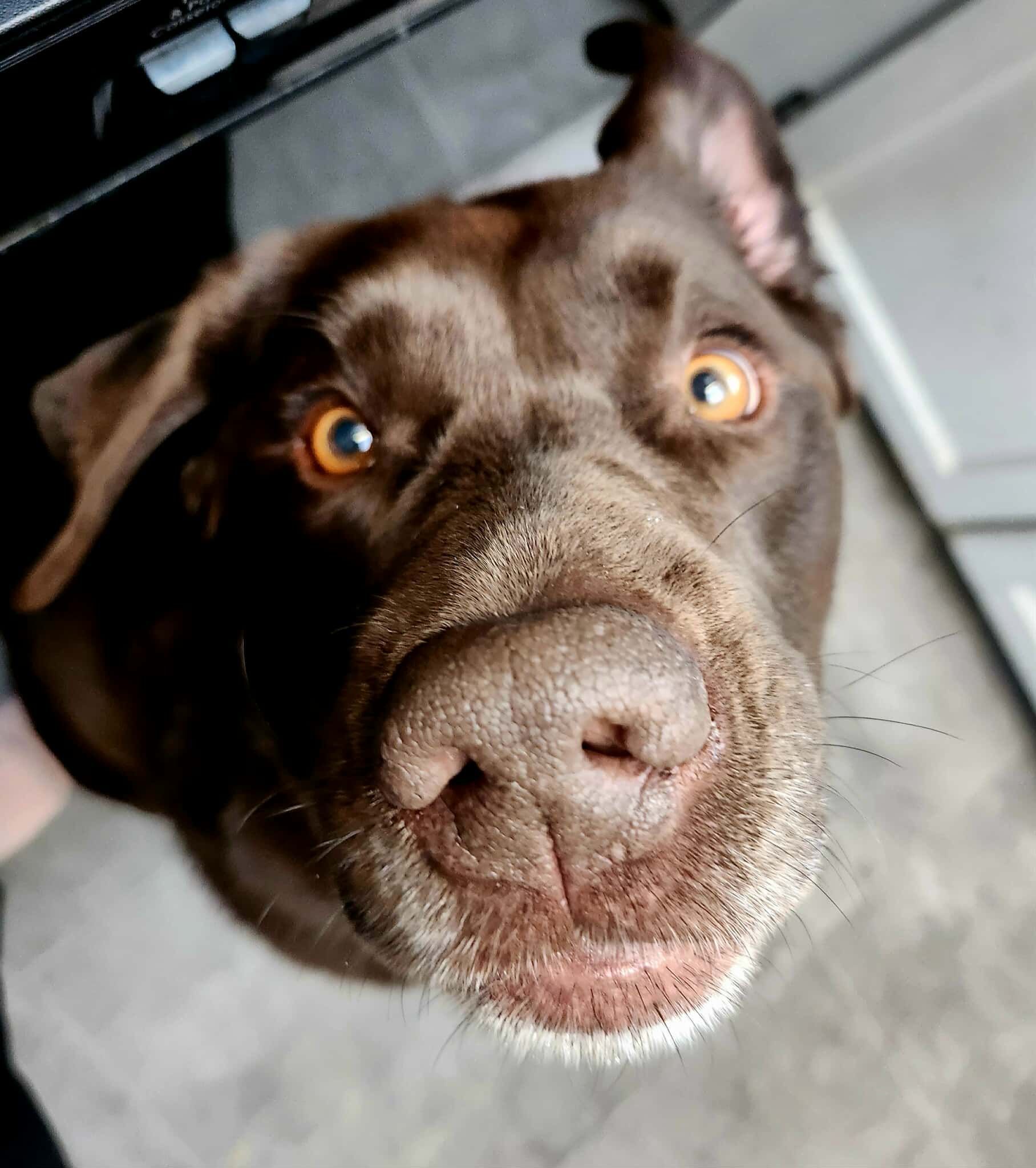 Close-up of a brown dog with amber eyes, looking into the camera indoors.
