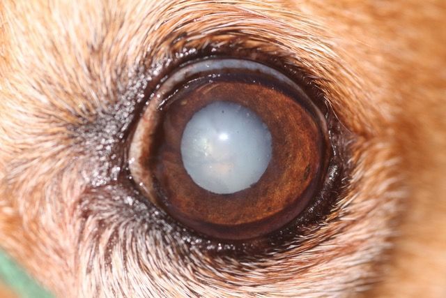 Cataracts on a dog