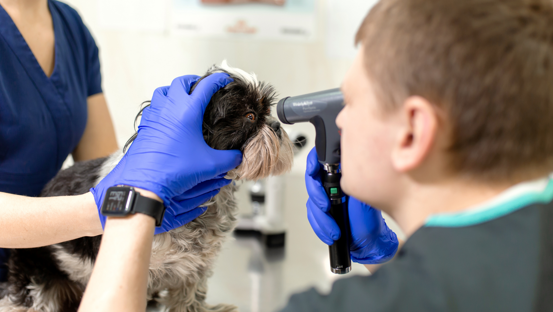 Pet ophthalmology in Williston, VT with Sugar Maple Veterinary Center