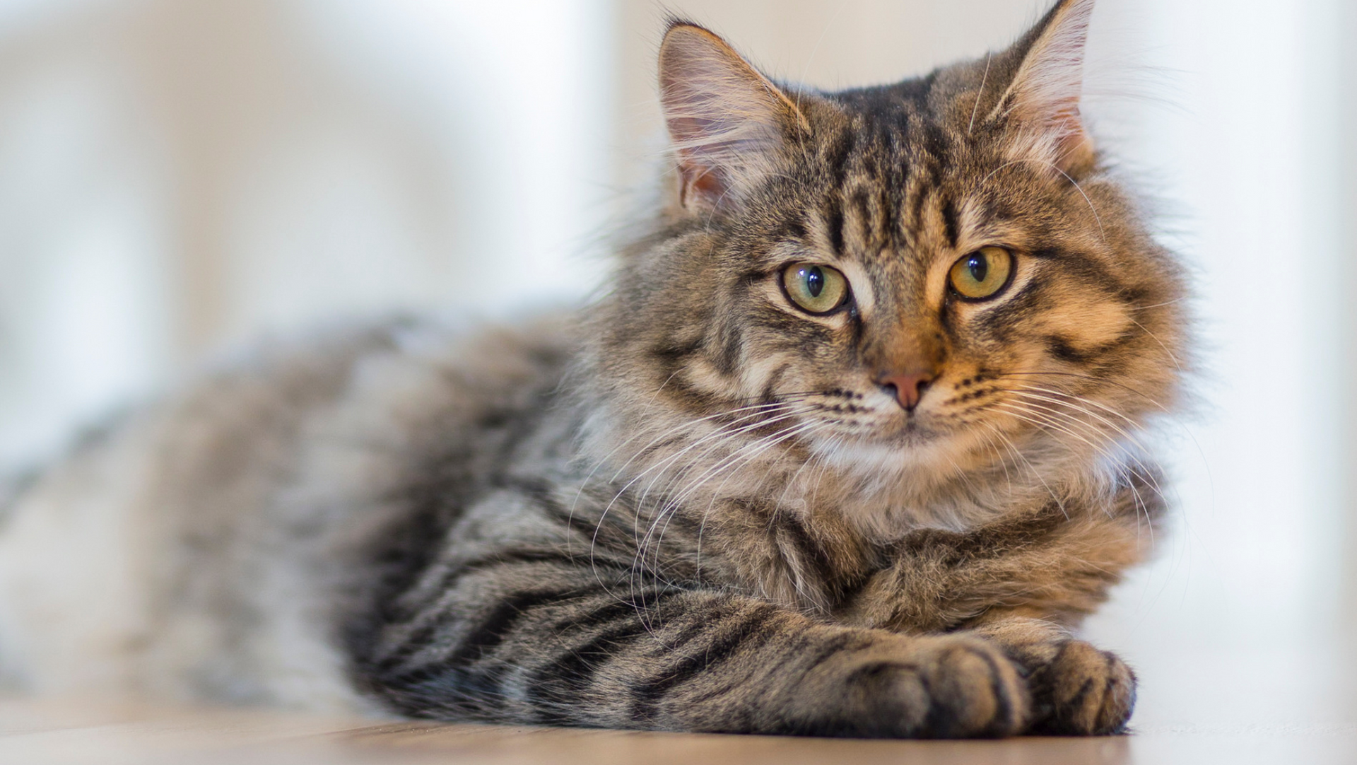 Pet oncology in Williston, VT with Sugar Maple Veterinary Center