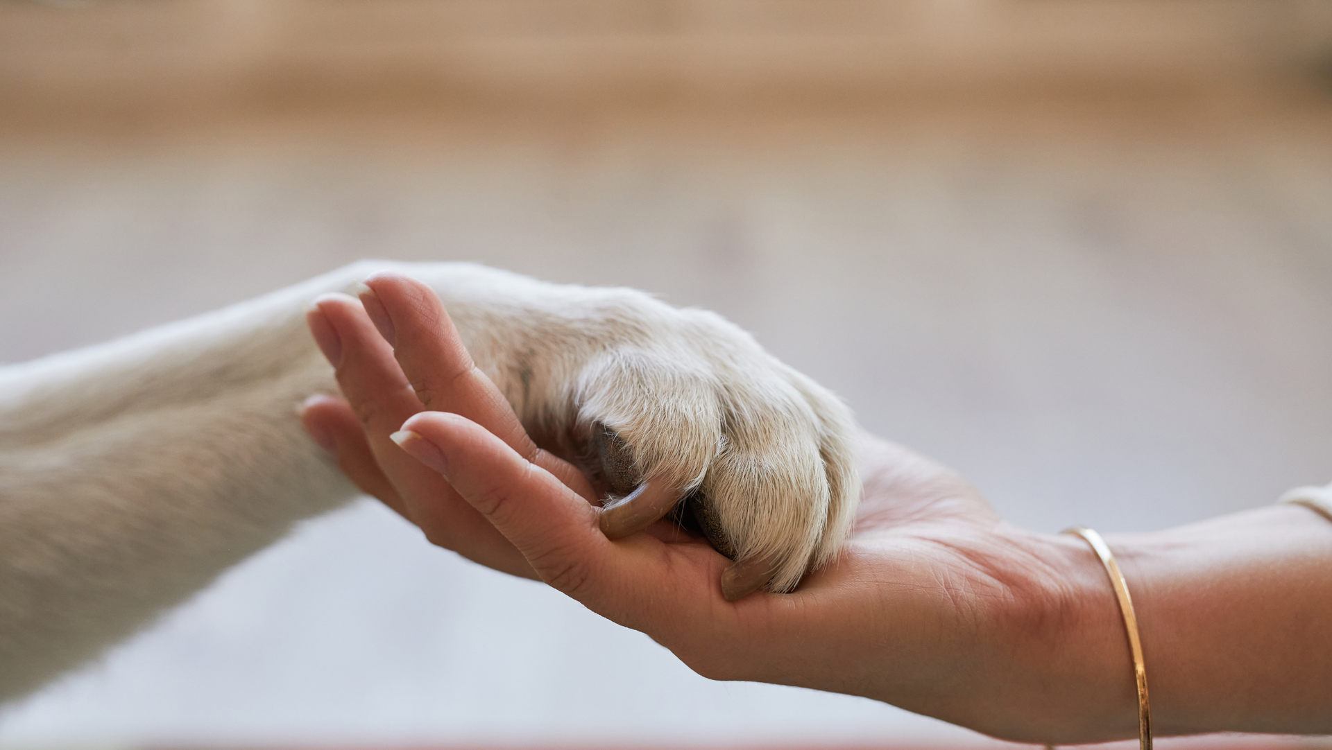 End-of-life Pet care in Williston, VT with Sugar Maple Veterinary Center