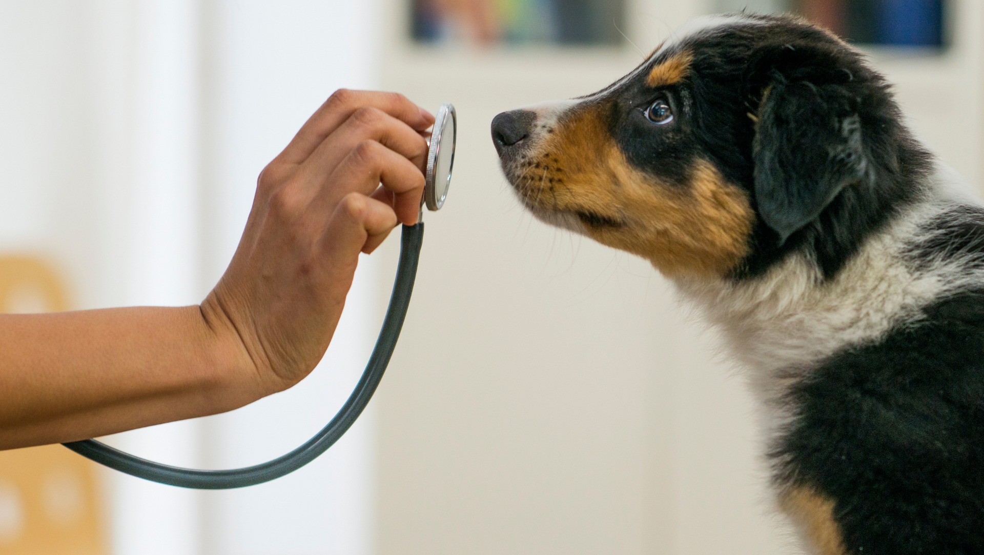 Veterinary house calls in Williston, VT with Sugar Maple Veterinary Center