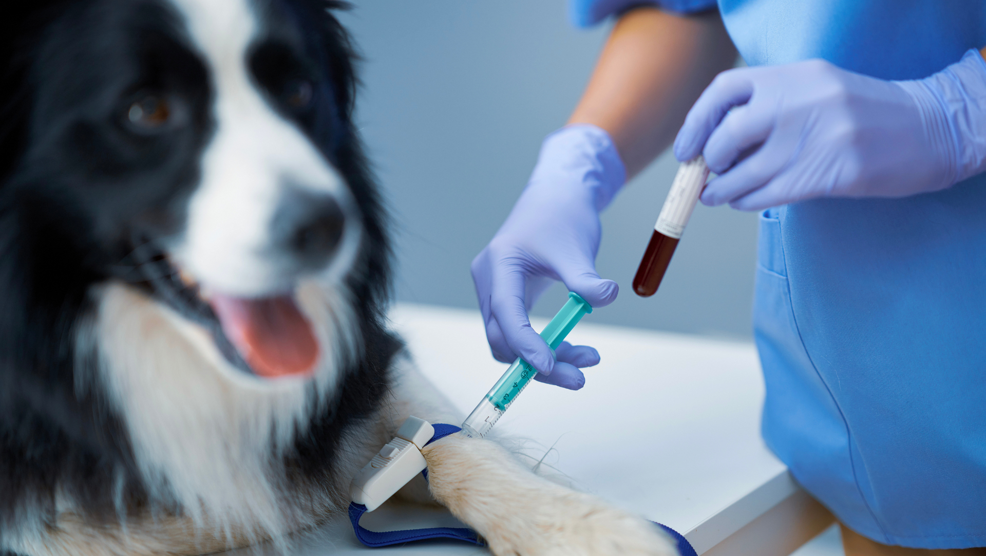 Lab work for pets in Williston, VT with Sugar Maple Veterinary Center