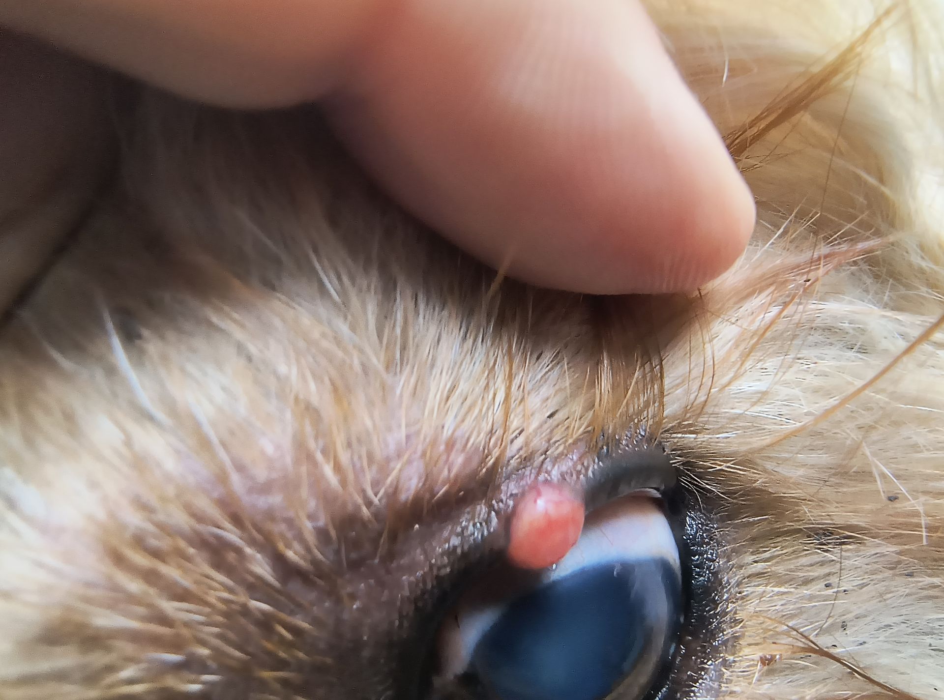 Eyelid masses on a dog