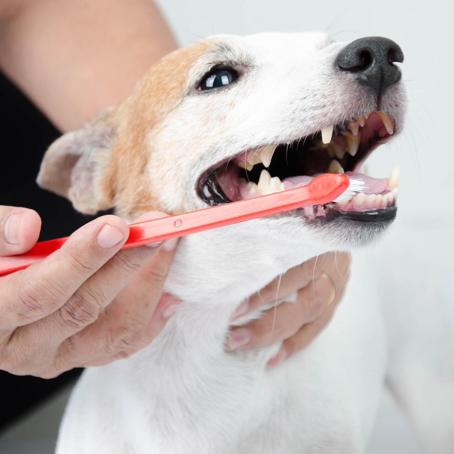 Pet Dentistry in Williston, VT with Sugar Maple Veterinary Center