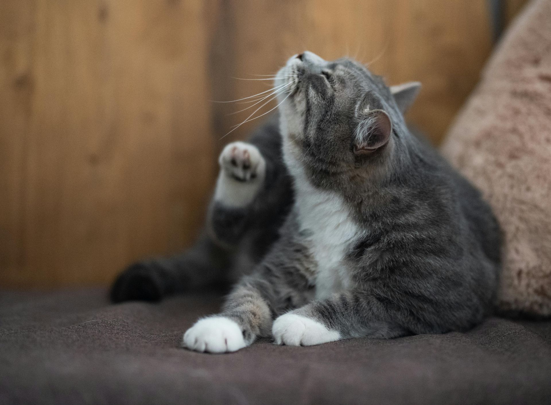 Pet dermatology in Williston, VT with Sugar Maple Veterinary Center