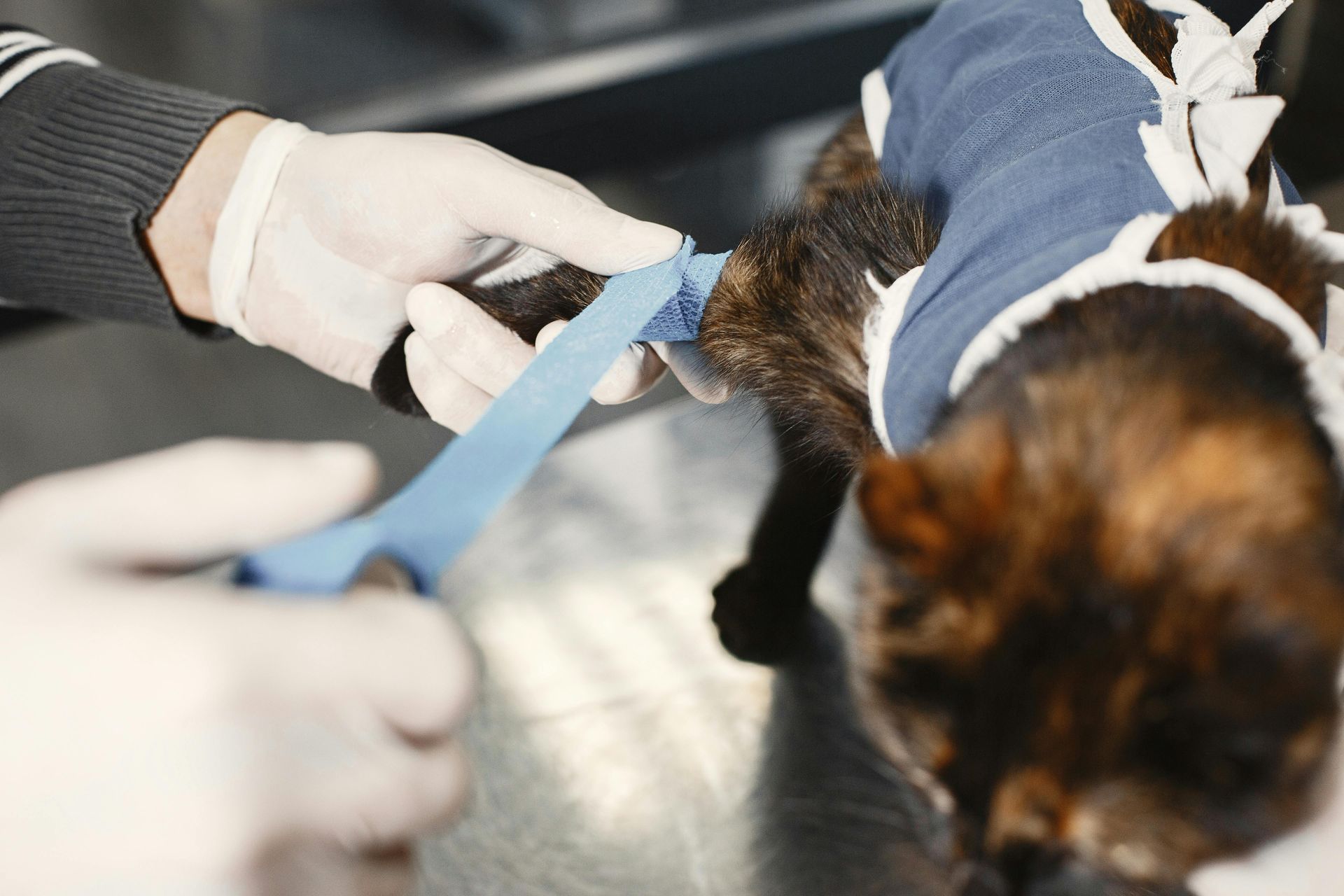 Pet surgery in Williston, VT with Sugar Maple Veterinary Center
