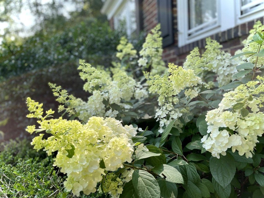 Hydrangea Shrub Installed at West Hartford Property