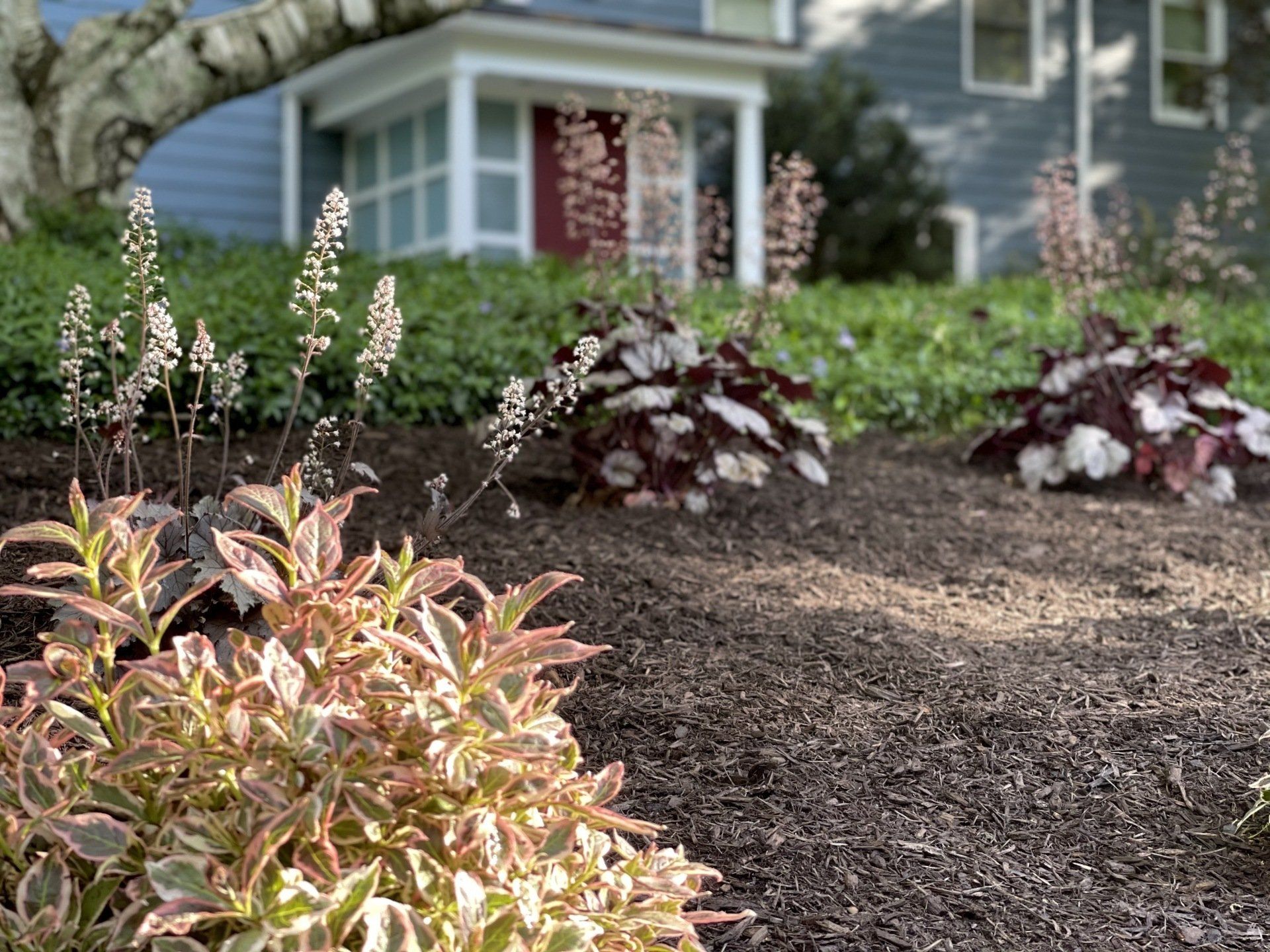 Landscape Install West Hartford Coral Bells