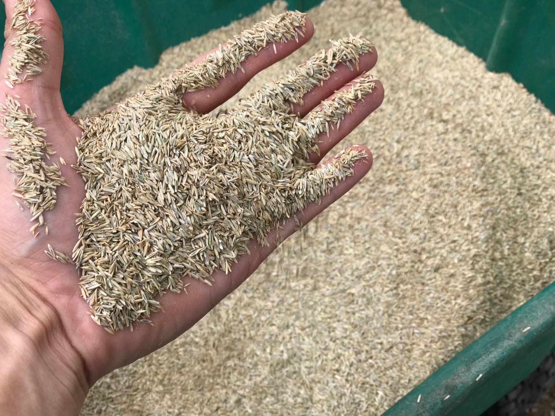 Aeration and Overseed West Hartford Connecticut Grass Seed