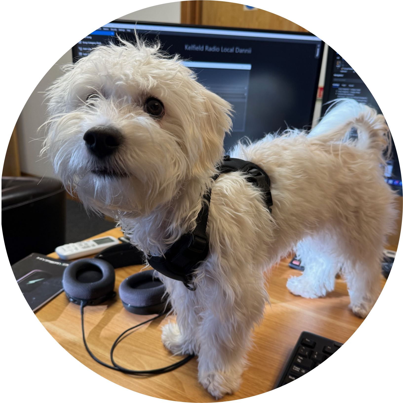 Ani - Sales Team