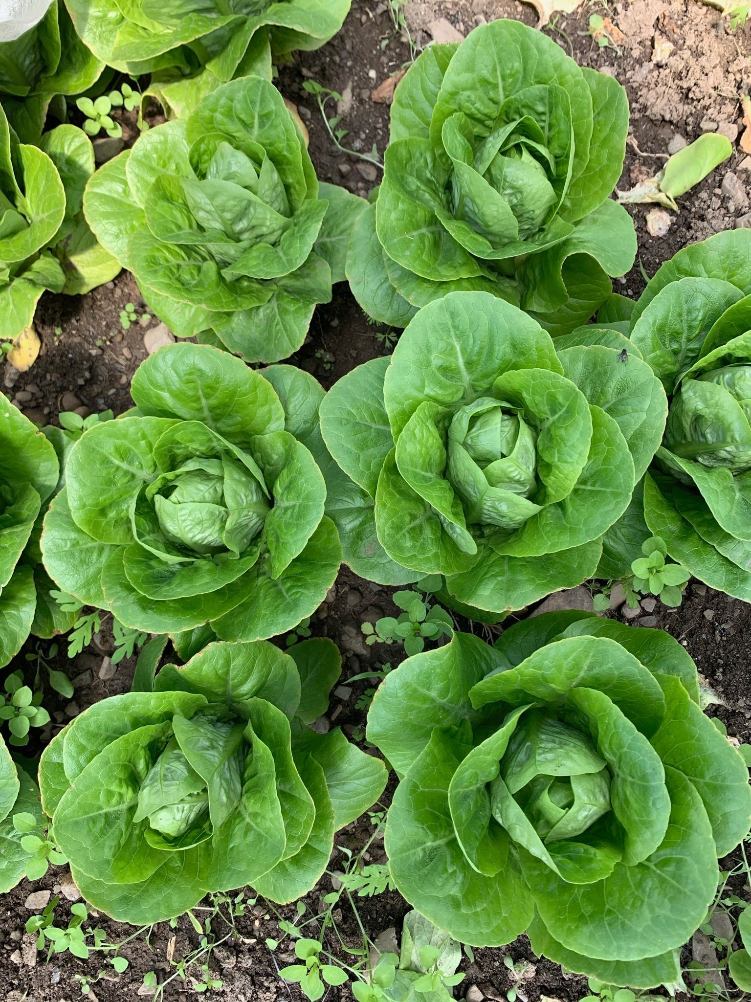 Ironwood Farm's Green little gem lettuces in a field