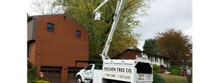 Tree Removal & Clean-Up Tree Removal & Clean-Up