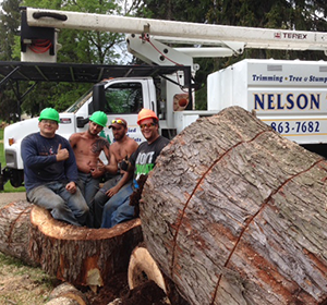 Three workers in hard hats sit in a giant tree stump beside a utility truck and fallen log.