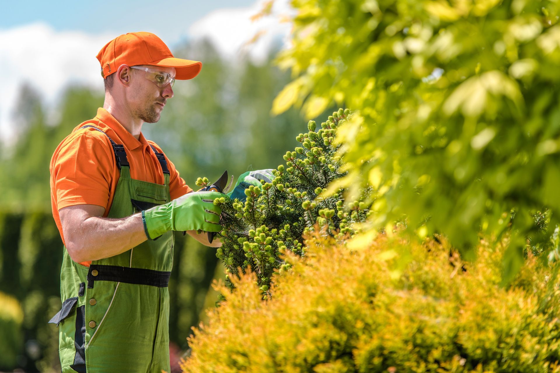 Gardener trimming green shrubs with pruning shears in a sunny garde.