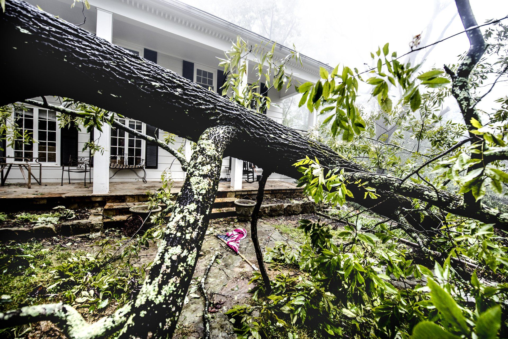 Fallen Down Tree — North Huntingdon, PA — Nelson Tree Company