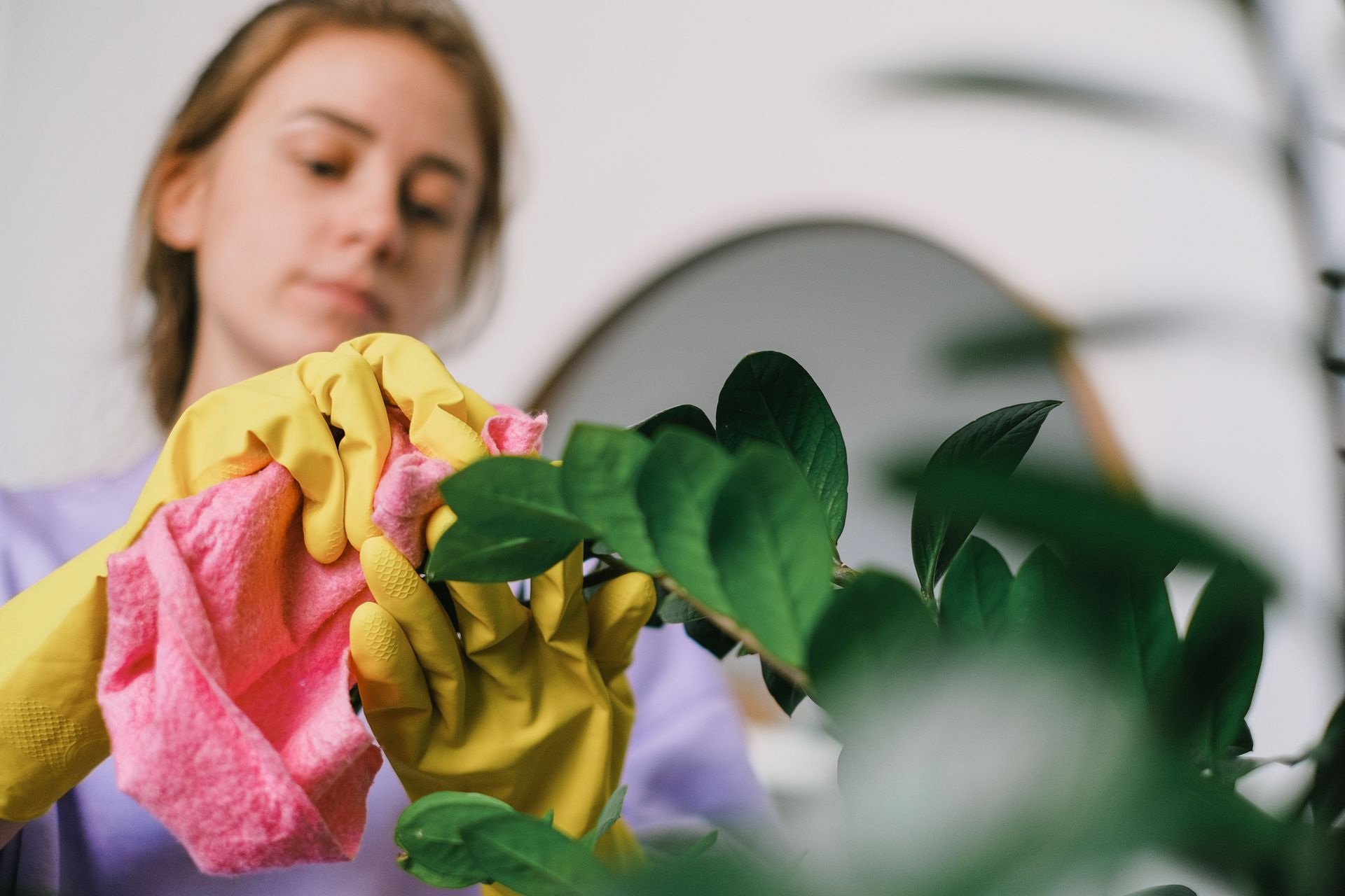 Person wearing yellow gloves wipes a green houseplant with a pink cloth.
