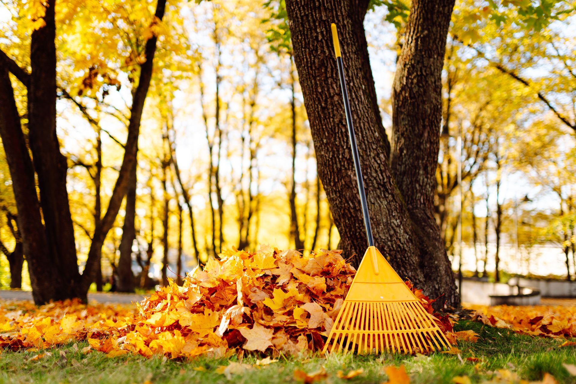 Specialty & Seasonal Cleaning