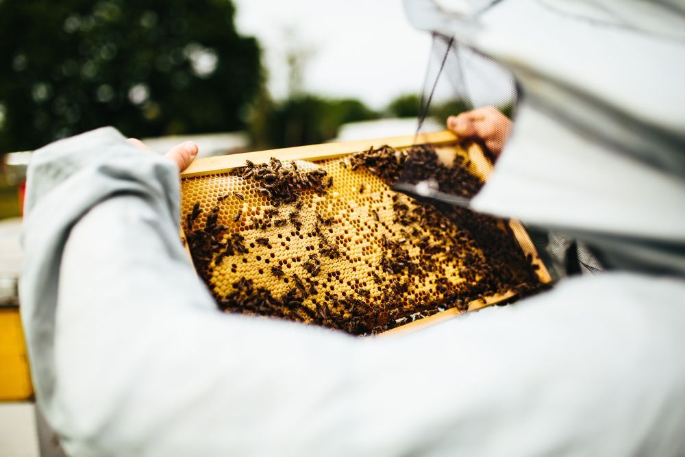 <p class="rteBlock">Beekeeper Holding A Honeycomb Frame Covered With Bees Outdoors — Burnetts On Barney in Kiama, NSW</p>