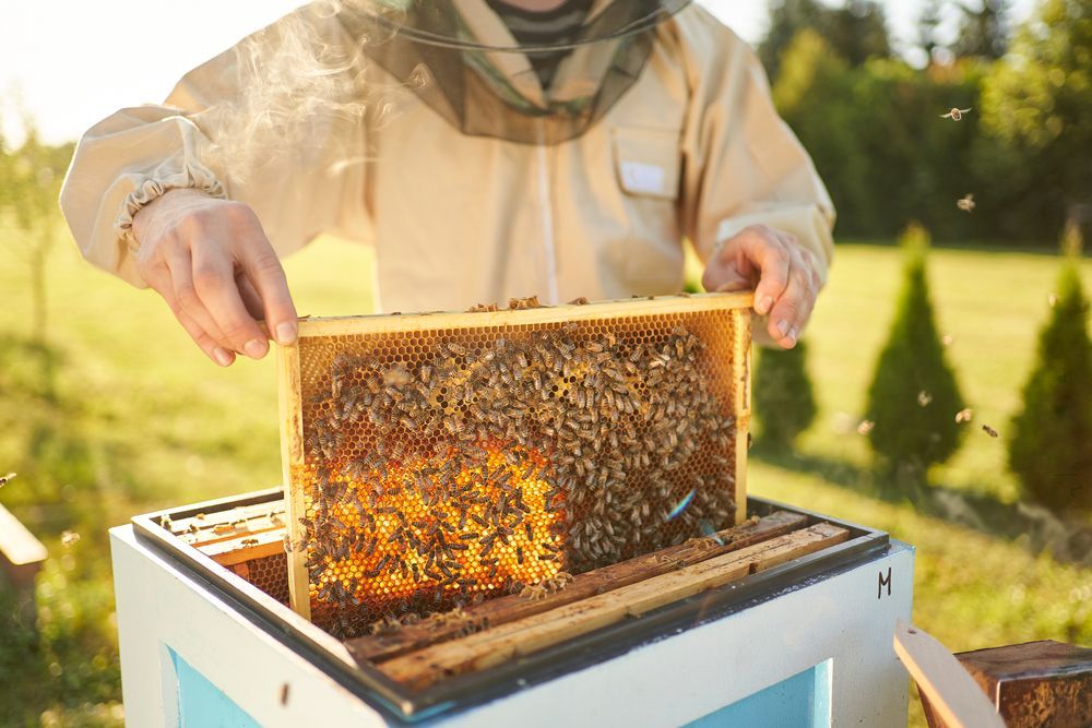 <p class="rteBlock">Beekeeper Inspecting A Honeycomb Frame — Burnetts On Barney in Kiama, NSW</p>