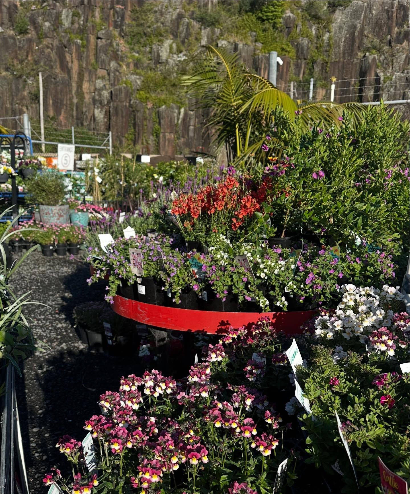 <p class="rteBlock">Colorful Flower Display in A Garden Center with Plants Outdoors — Burnetts On Barney in Kiama, NSW</p>