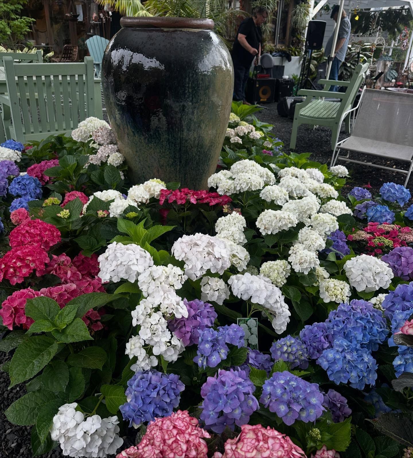 <p class="rteBlock">Colorful Hydrangeas Blooming Around a Large Ceramic Garden Urn — Burnetts On Barney in Kiama, NSW</p>