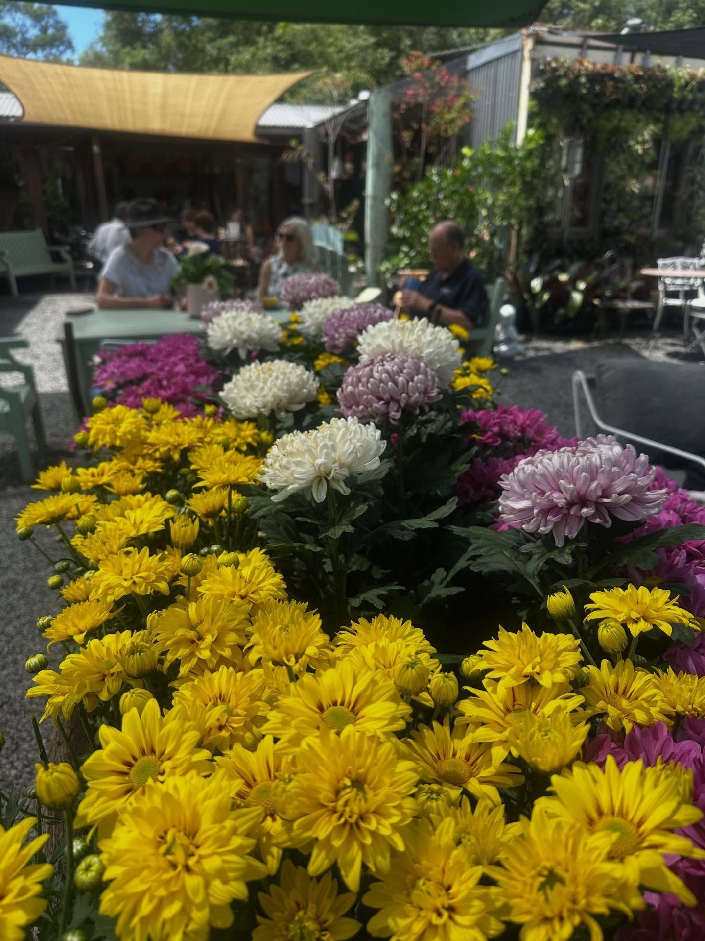 <p class="rteBlock">Colorful Chrysanthemums on A Café Patio — Burnetts On Barney in Kiama, NSW</p>