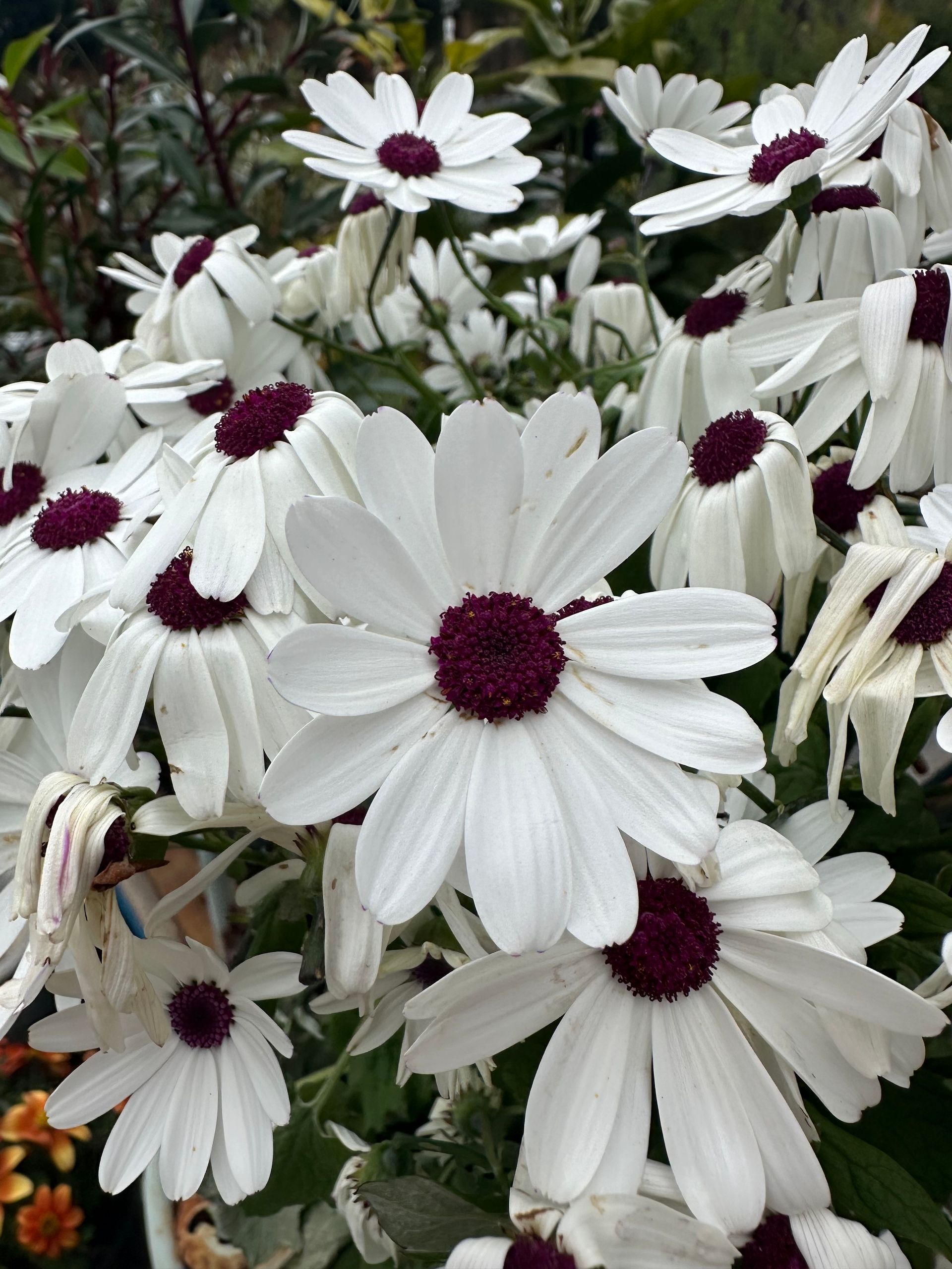 A Bunch Of White Daisies With Purple Centers — Burnetts On Barney in Kiama, NSW