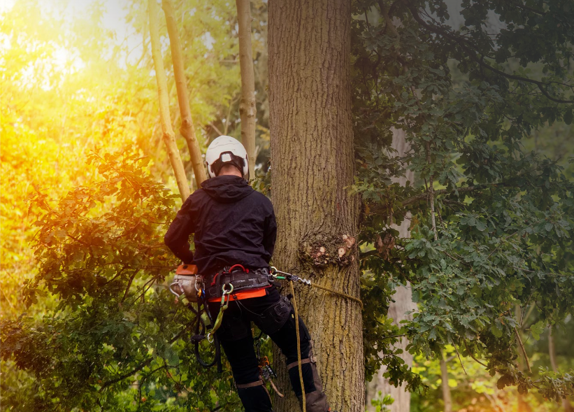 A Man Is Climbing A Tree With A Chainsaw — Burnetts On Barney in Kiama, NSW