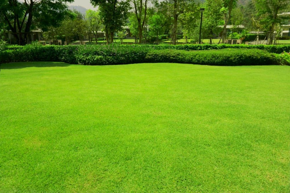 A Large Lawn In A Park With Trees And Bushes — Burnetts On Barney in Kiama, NSW