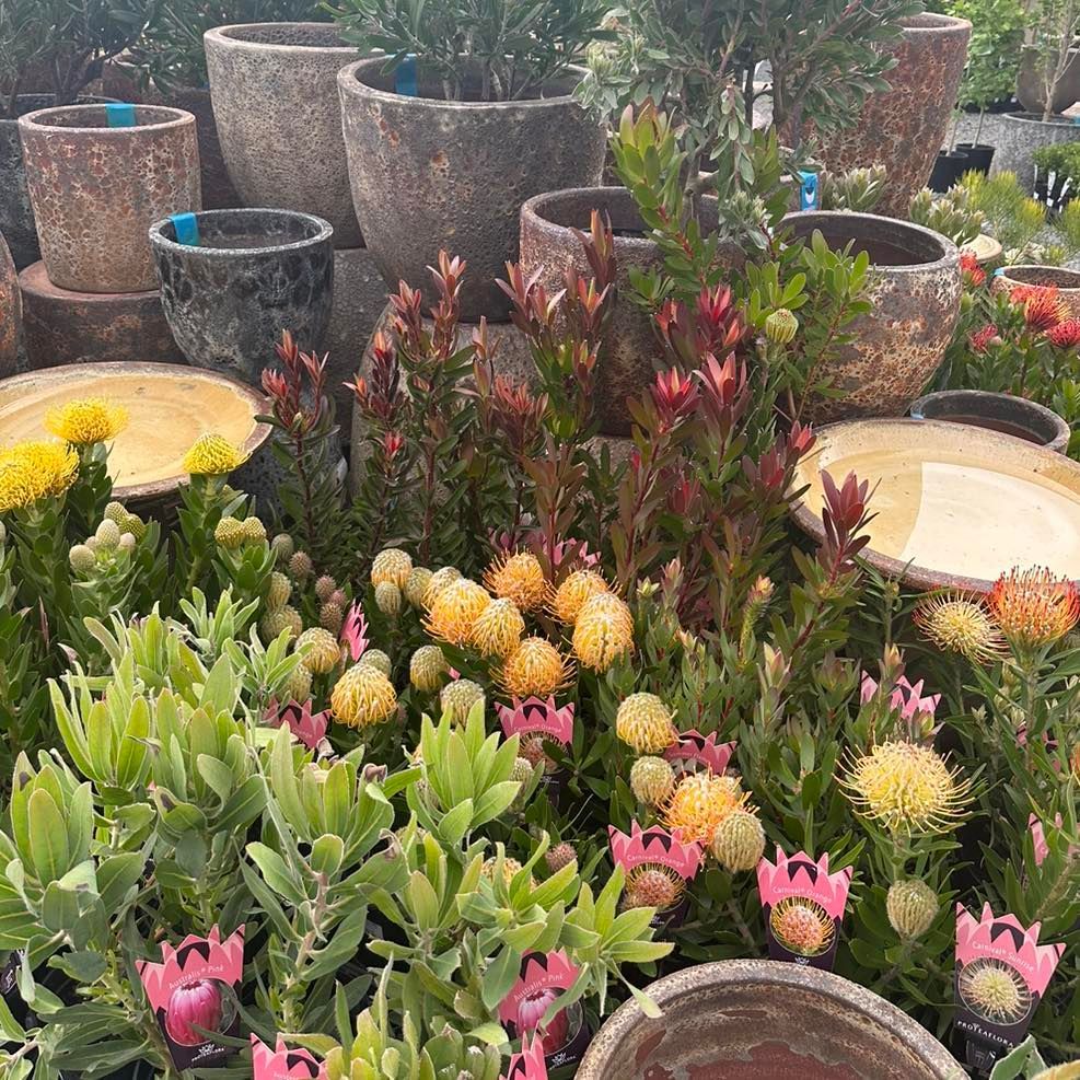 A Bunch Of Potted Plants Are Sitting On Top Of Each Other In A Garden — Burnetts On Barney in Gerringong, NSW