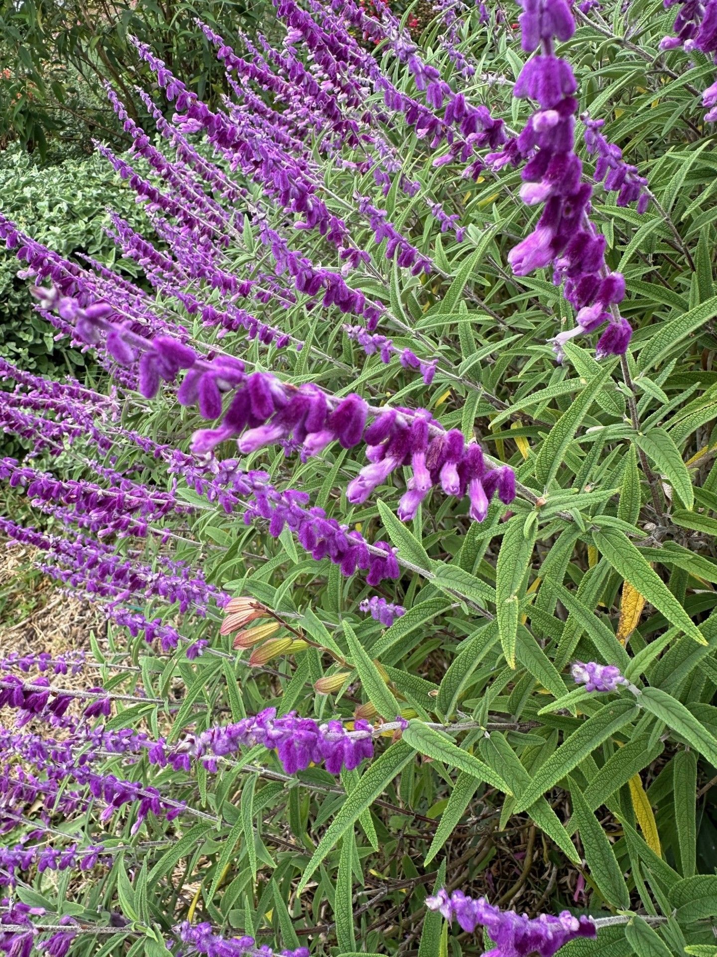 A Bush With Purple Flowers And Green Leaves — Burnetts On Barney in Kiama, NSW