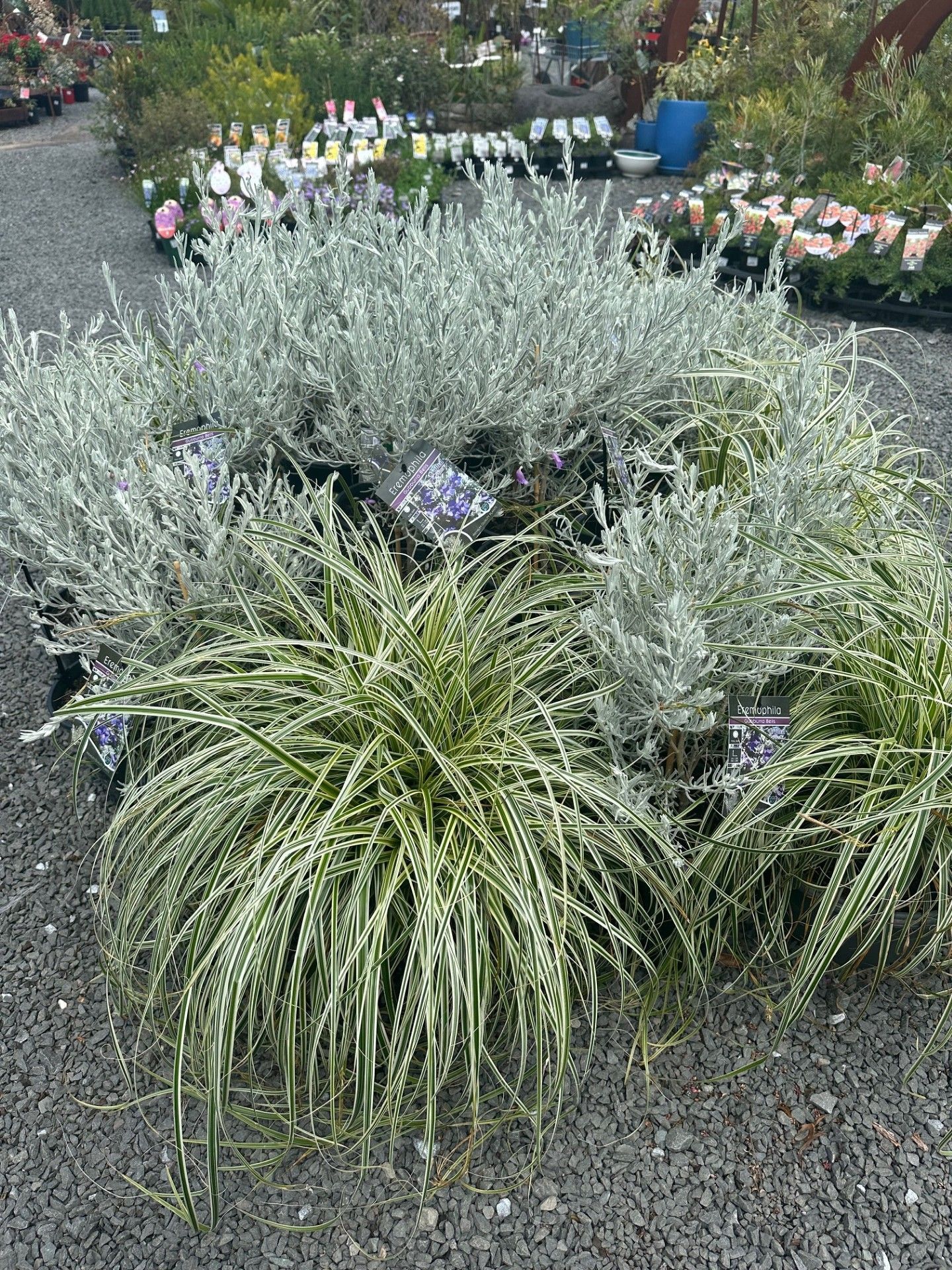 Outdoor Plants — Burnetts On Barney in Kiama, NSW
