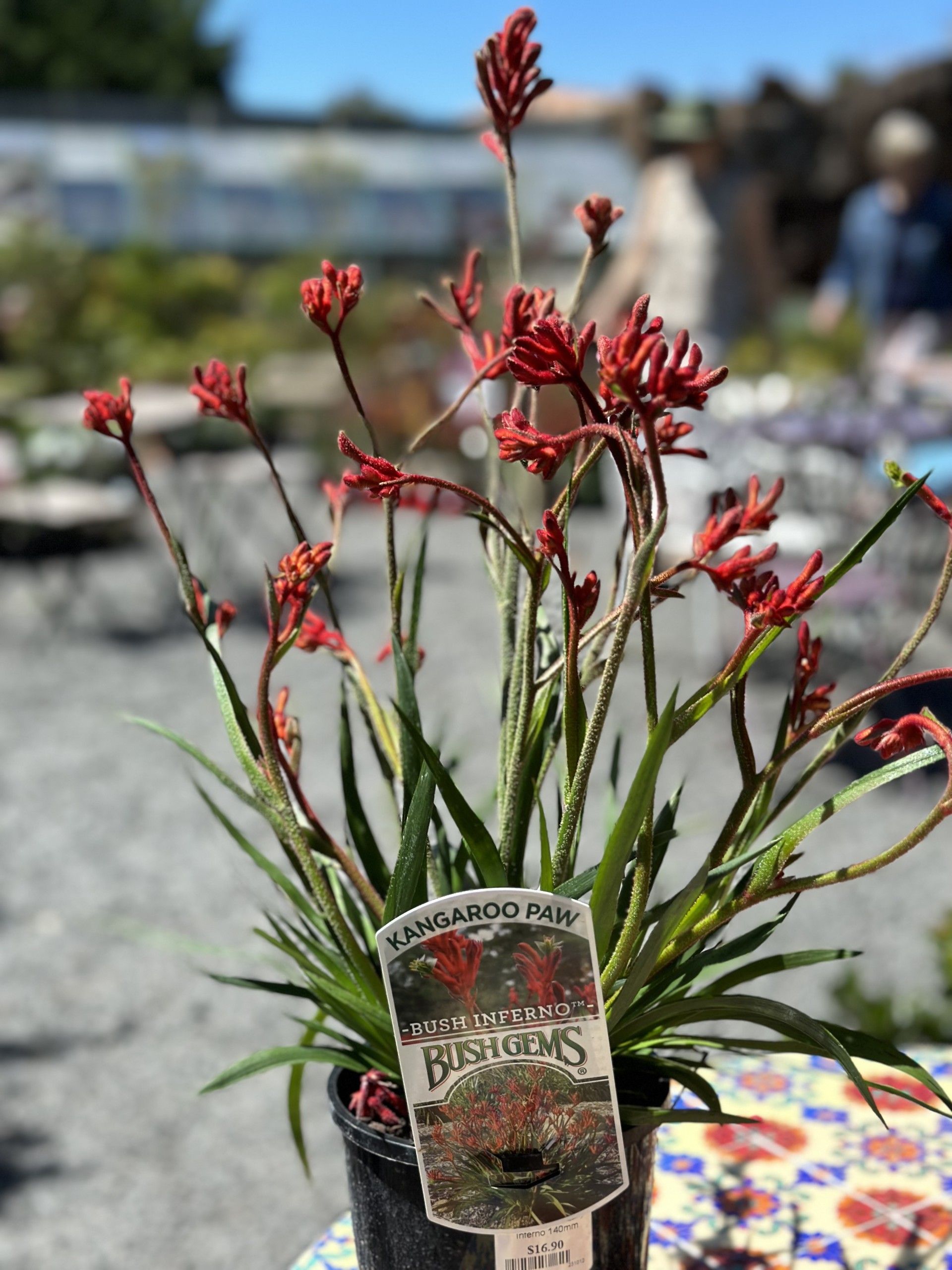 Kangaroo Paw — Burnetts On Barney in Kiama, NSW