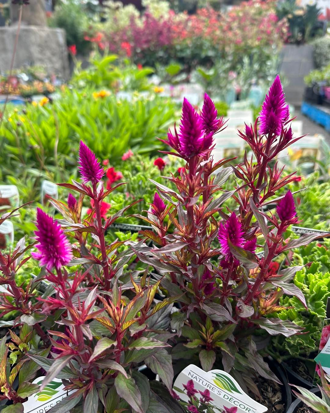 Pinks Plants — Burnetts On Barney in Kiama, NSW