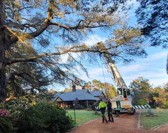 A Crane Is Lifting A Tree In Front Of A House — Burnetts On Barney in Kiama, NSW