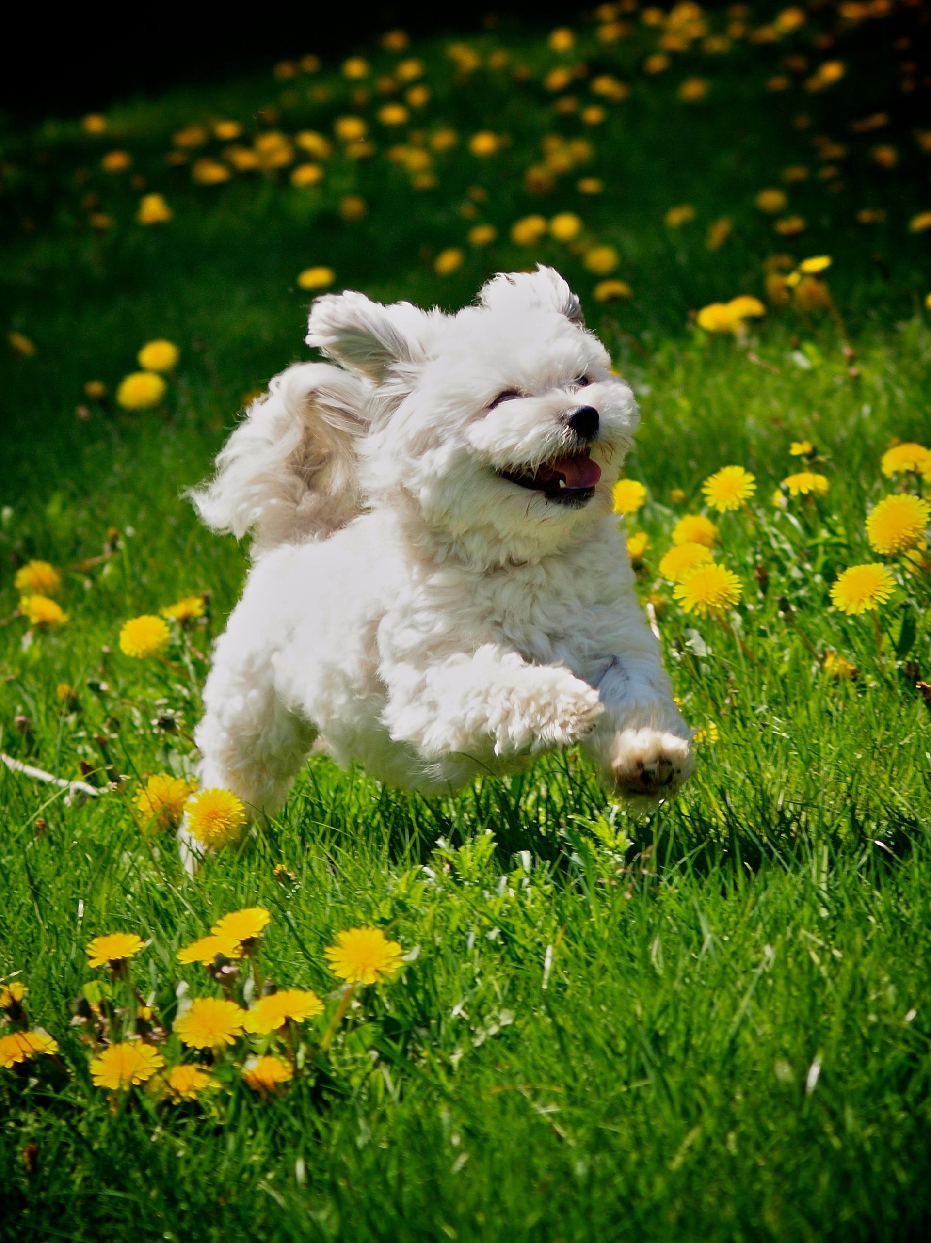 A small, fluffy white dog happily running through a lush green field filled with yellow dandelions.