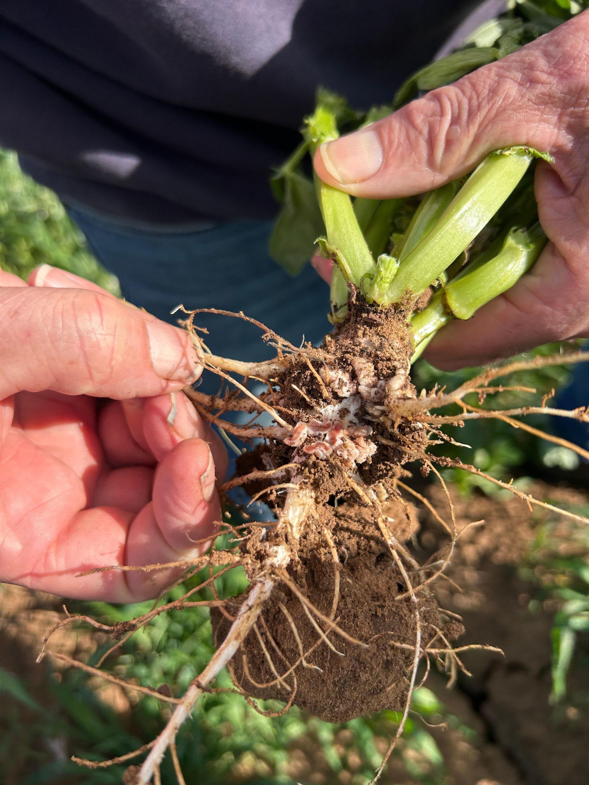 Active root nodulation on faba beans - the pink internal color confirms atmospheric nitrogen is actively being fixed by rhizobia