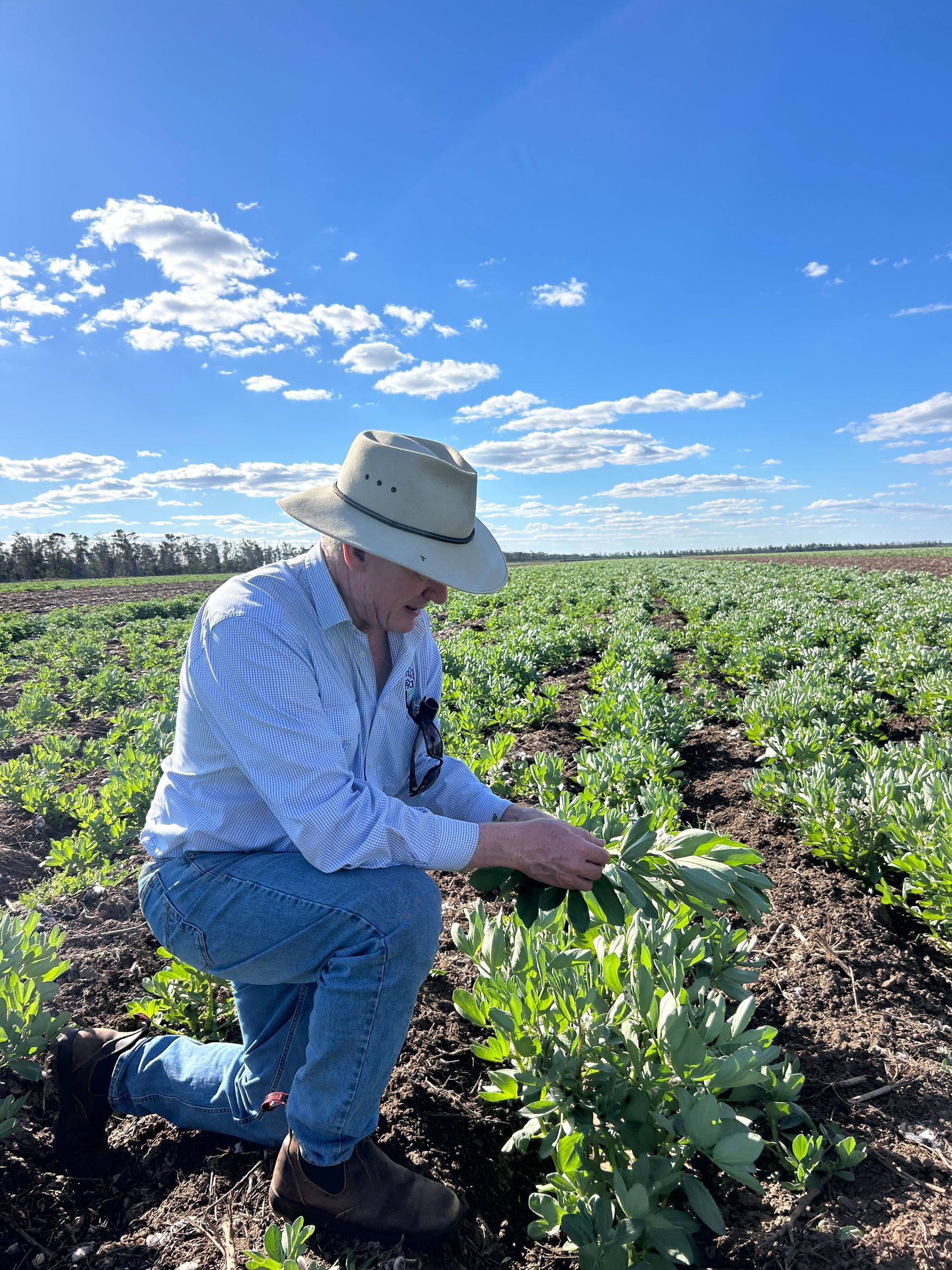Inspecting Faba Bean growth and biomass production in a large-scale, replicated field trial near Goondiwindi, QLD.