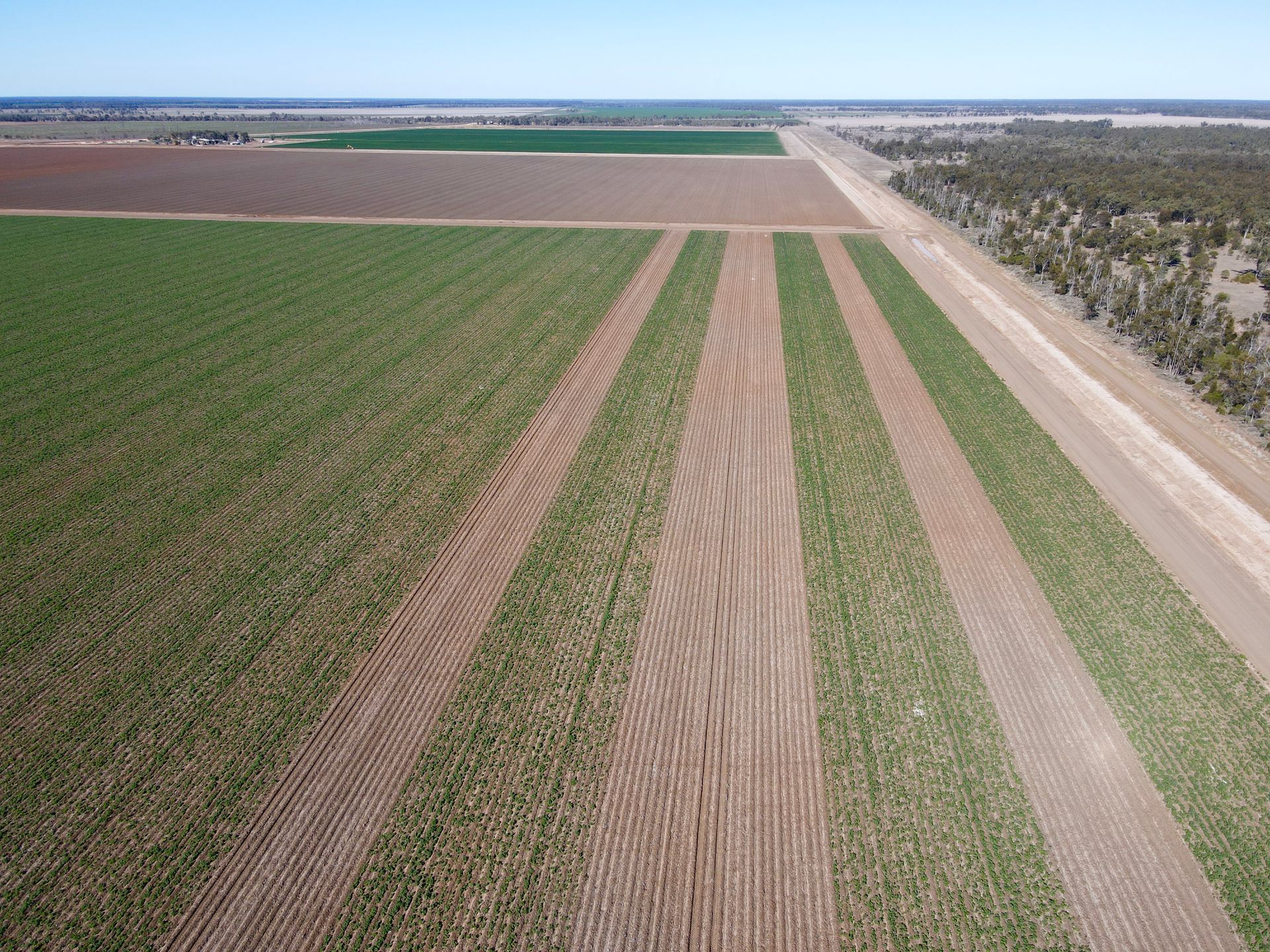 Aerial view of the commercial-scale replicated trial at Clark Farming Group (Goondiwindi, QLD), comparing faba bean manure strips against bare fallow. 