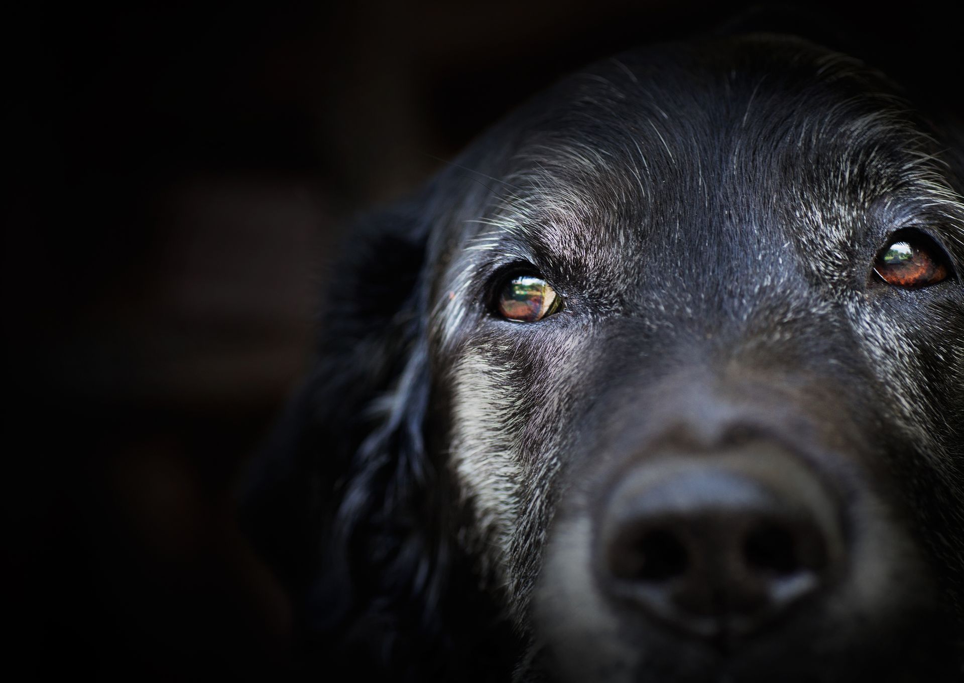 Dog Bite Attorny - Borbi Clancy & Patrizi LLC 