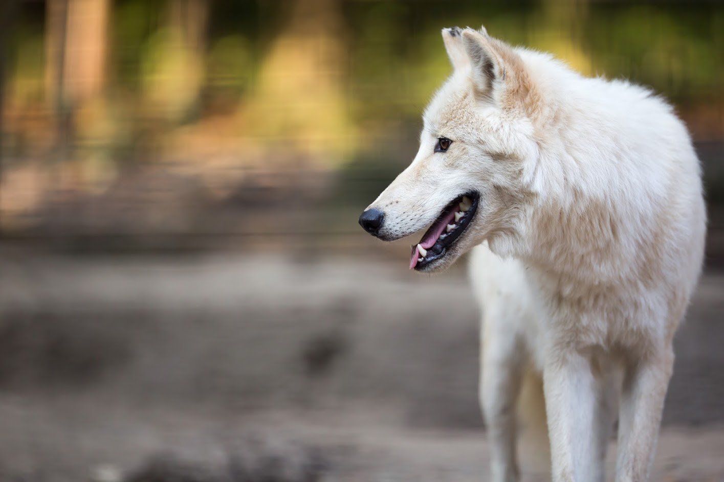 White wolf with open mouth, standing outdoors, looking to the right. Blurred forest background.