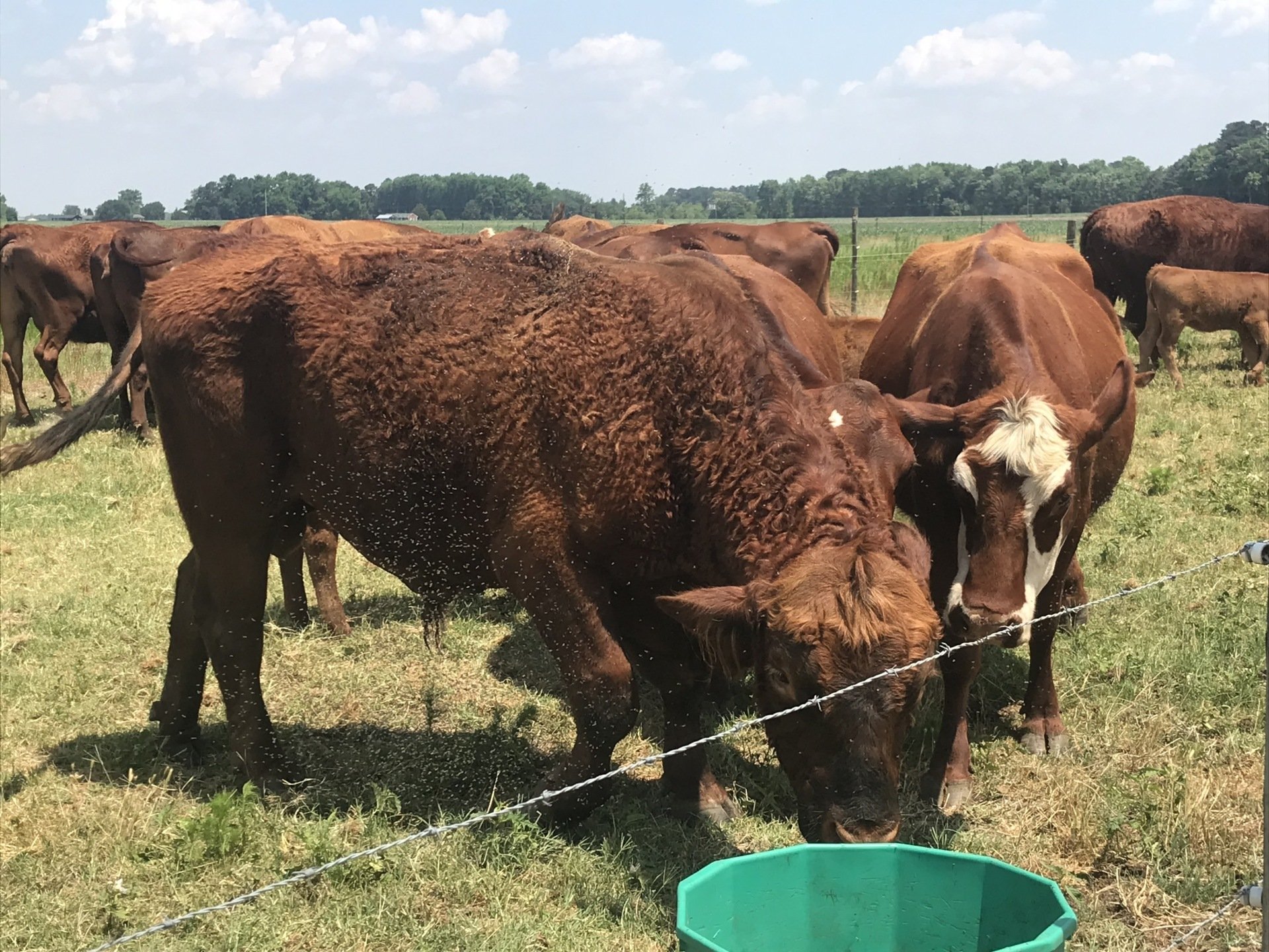 East Carolina Stockyard Ayden, NC Home