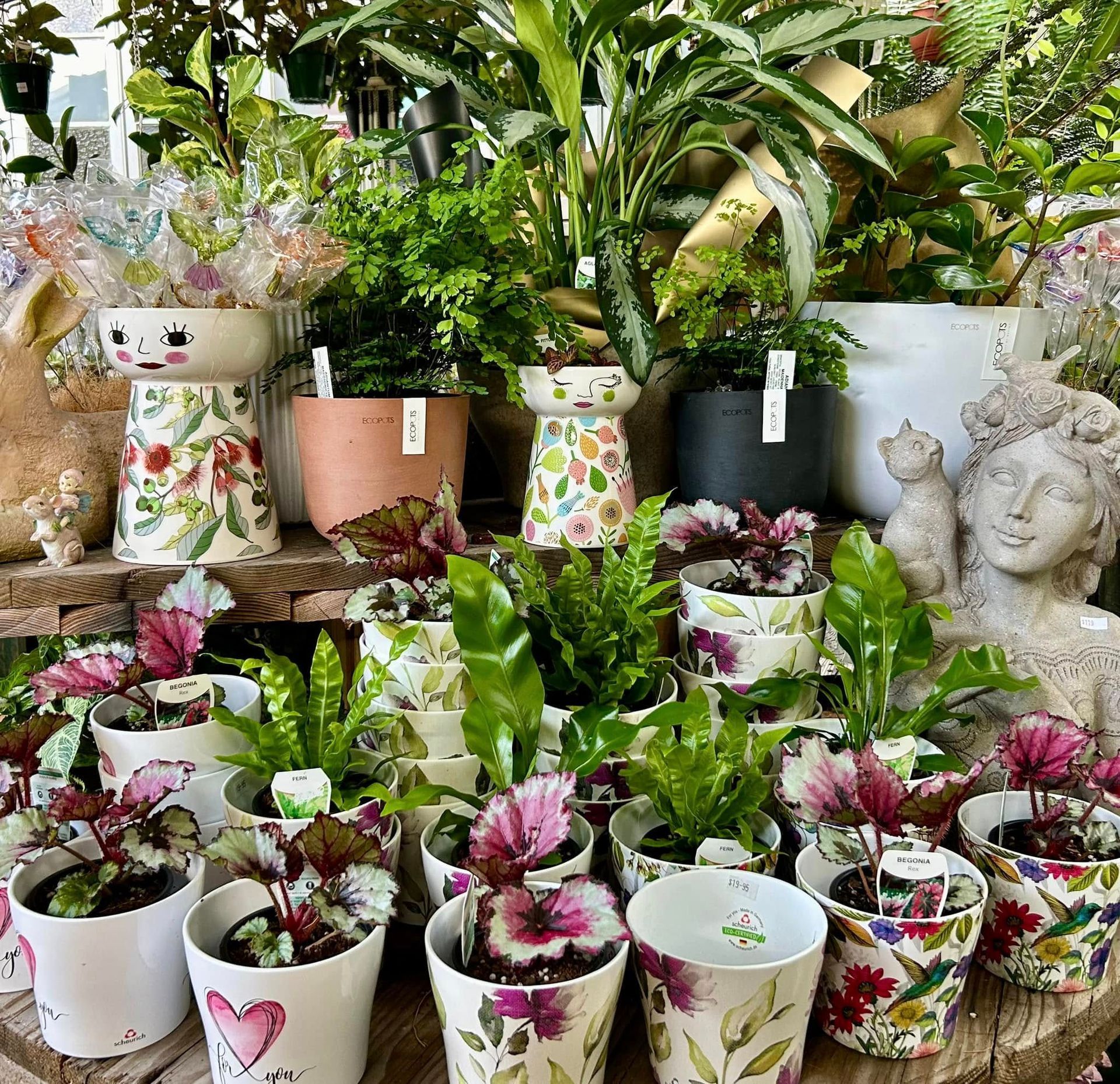 Indoor Plants That Love the Sunshine Coast