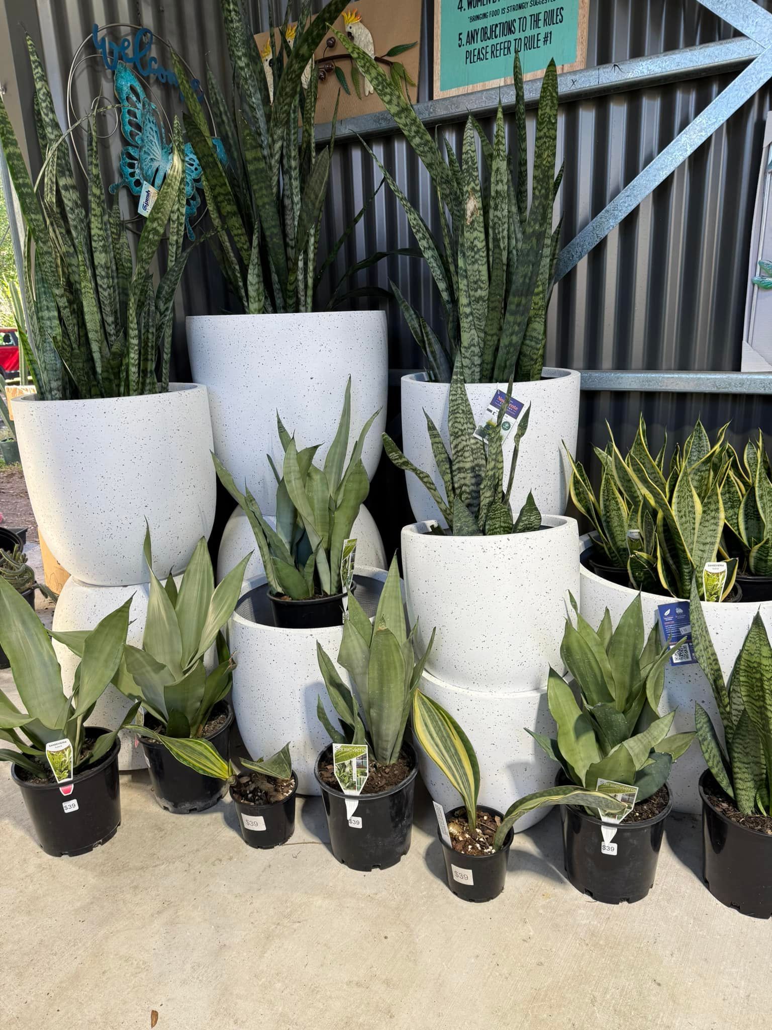 Various Potted Snake Plants, White Speckled Pots — Hinterland Foliage in Caloundra, QLD