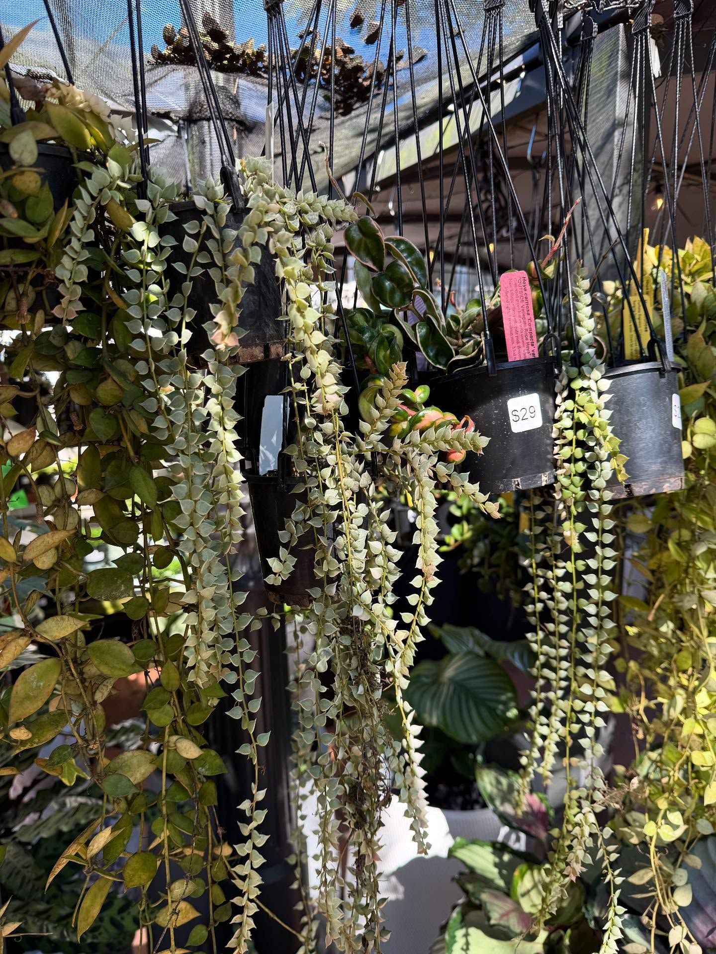 Hanging Plants With Cascading Pale Green Foliage, Against a Wire Mesh Background — Hinterland Foliage in Landsborough, QLD