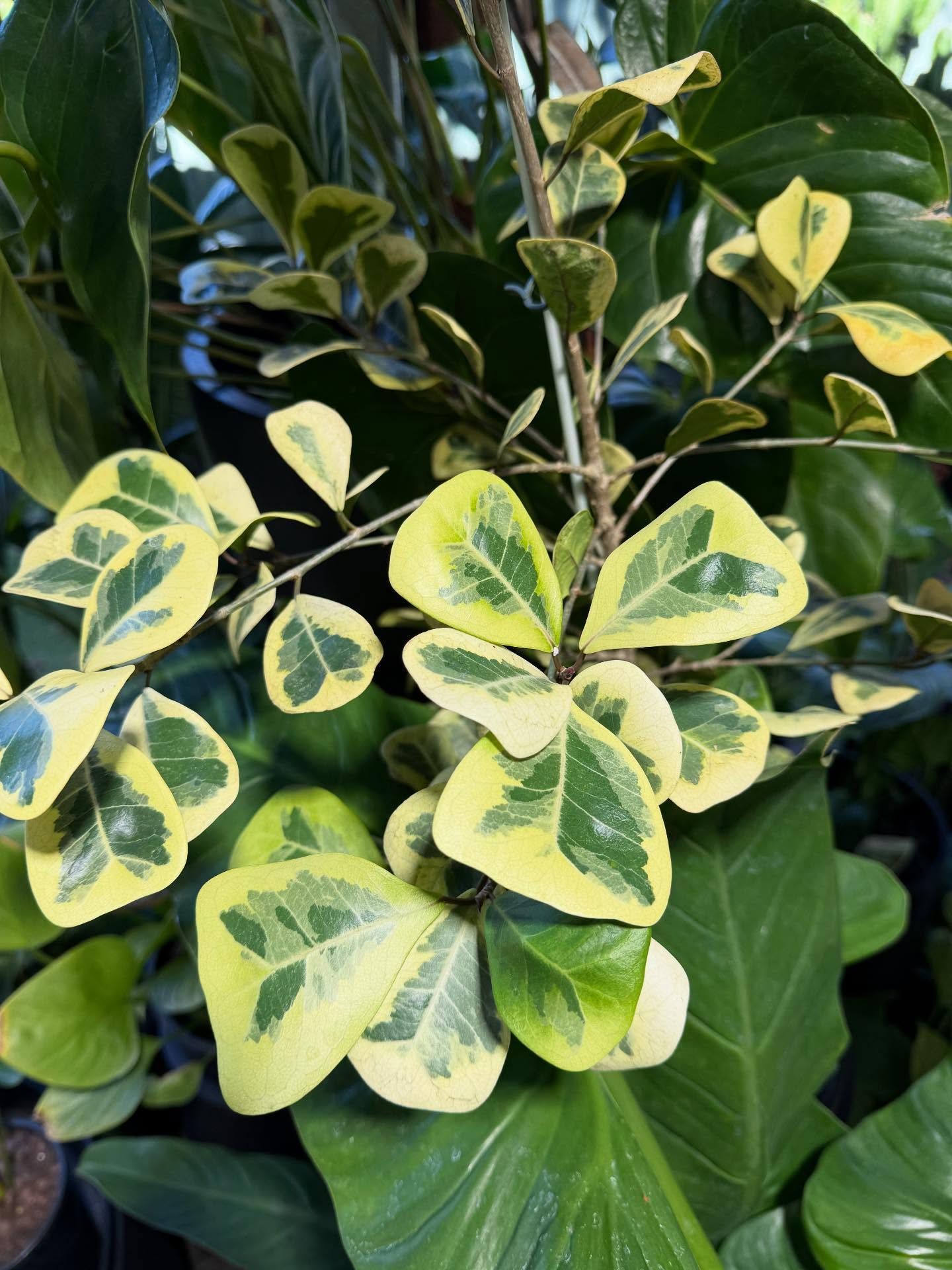 Variegated Leaves, Green and Yellow, of a Plant — Hinterland Foliage in Landsborough, QLD