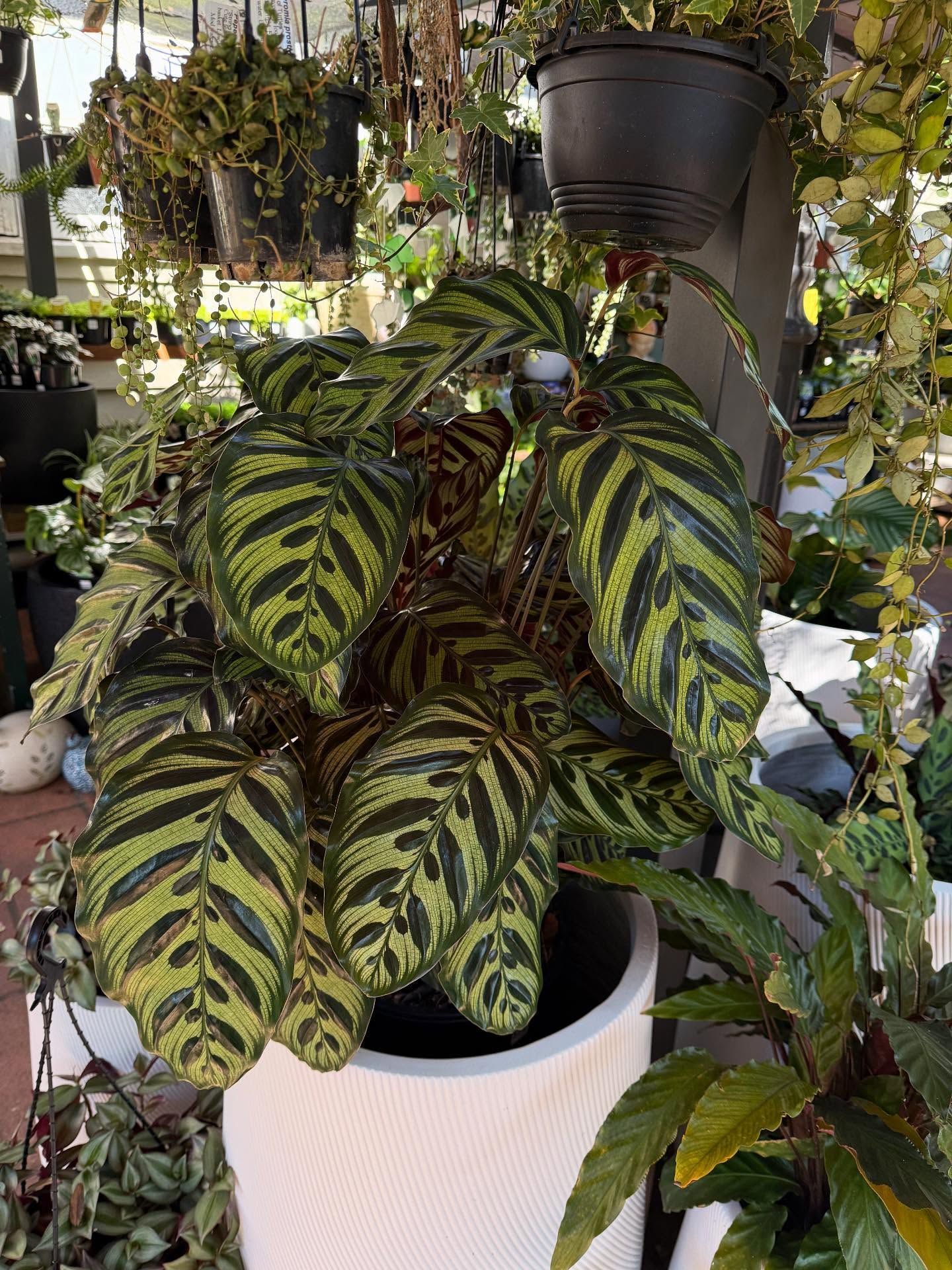 Large Potted Calathea Plant With Green and Black Striped Leaves — Hinterland Foliage in Landsborough, QLD