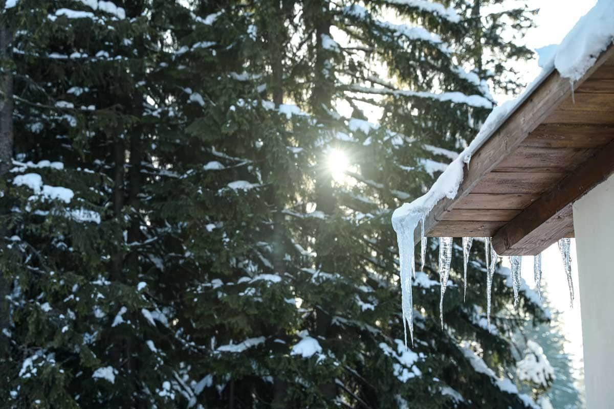 Snowy pine trees with sunlight shining through and icicles hanging from a roof edge